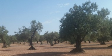 terreny-agricola-de-8956-m2-amb-olivettes-entre-castello-dempuries-et-palau-saverdera